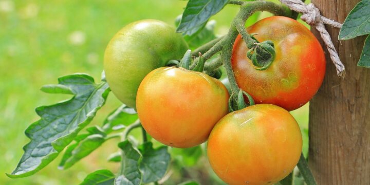 tomatoes, vegetables, nightshade plant