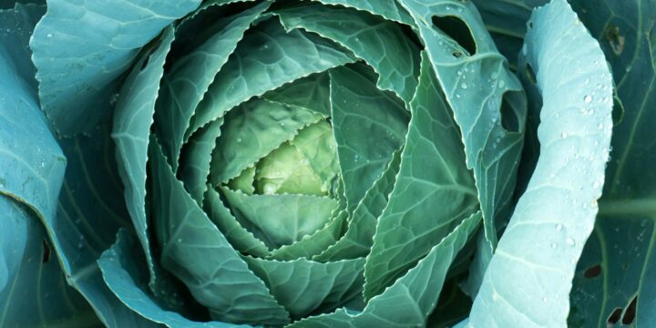 green and white leaf plant