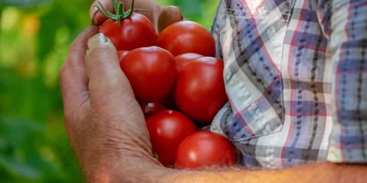 tomatoes, fruit, red