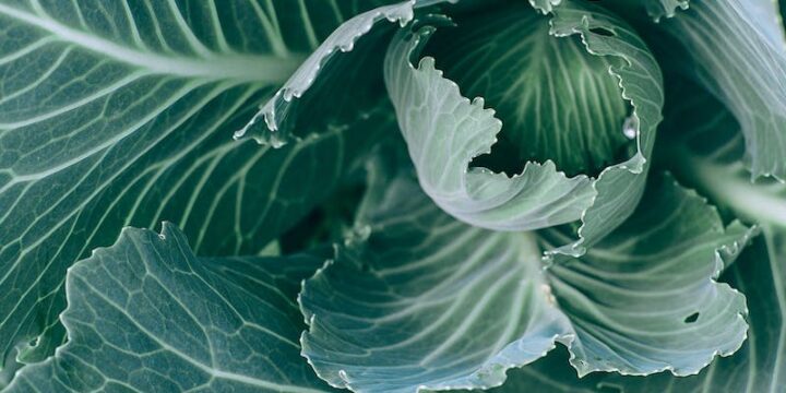 Top view of green healthy cabbage with big leaves with veins growing in garden