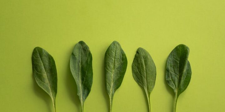 Top view of fresh leaves of spinach with thin stem arranged in row on light green surface