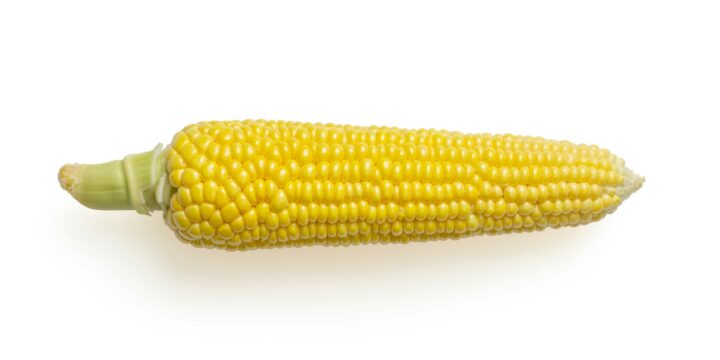 yellow corn on white background