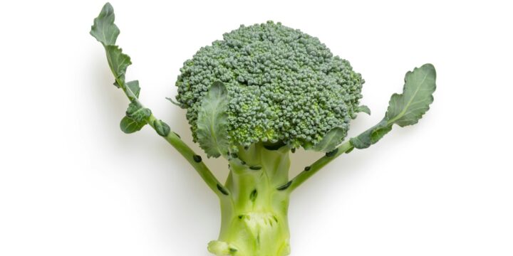 green broccoli on white background