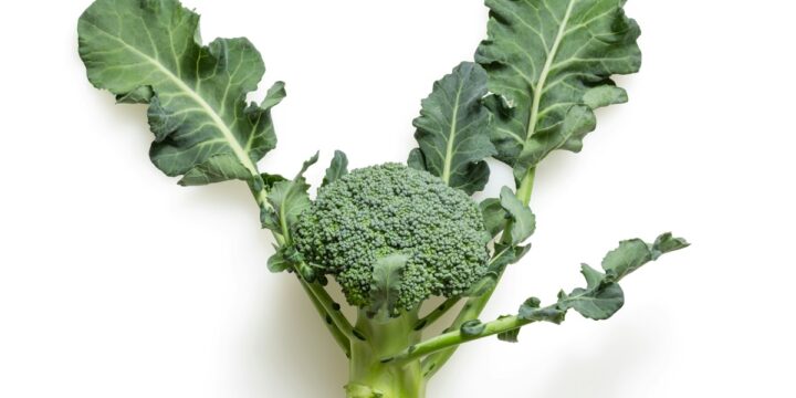 green broccoli on white background